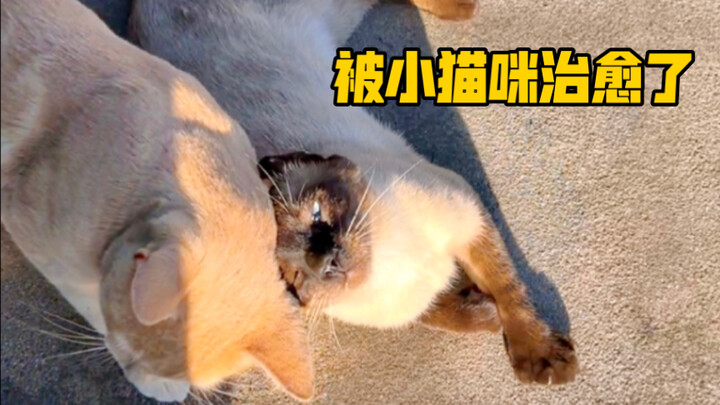 Cảm giác như được chú mèo nhỏ chữa lành rồi