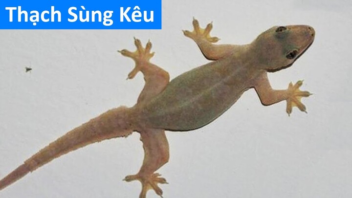 Tiếng thạch sùng kêu - con thạch sùng - hình ảnh và tiếng thạch sùng kêu, house gecko