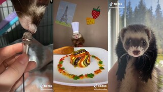 Ferret side of TikTok