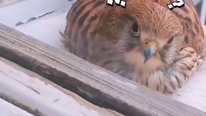 قام أحد المتابعين بإطعام صقر أحمر كان يستريح، لكنه فوجئ بأنه أصبح ملتصقًا به ولا يعرف كيف يتصرف!