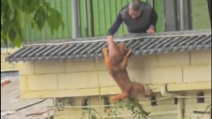 Dog: If I’d known, I might as well have just fallen!