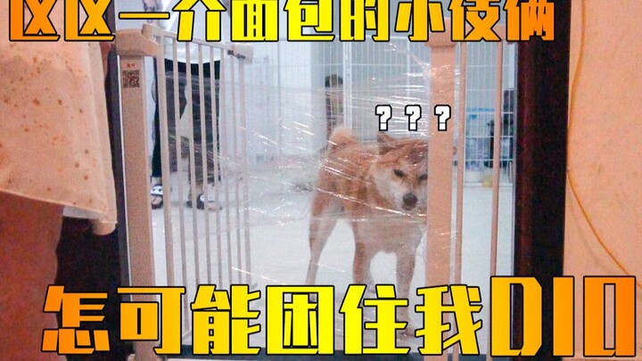 [Shiba Inu DIO] What Would Happen if You Covered DIO with Plastic Wrap?