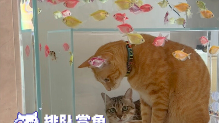 Tentang akuarium dan tempat tidur kucing