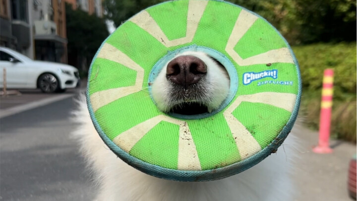 Bella paling suka memegang frisbee seperti ini, tapi aku sampai sekarang belum mengerti bagaimana di
