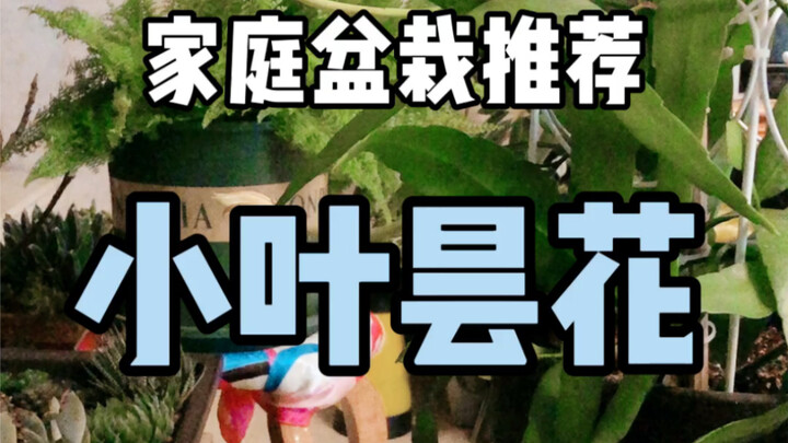 【توصيات لأواني الزرع المنزلية】 زهرة الصبّار صغيرة الأوراق