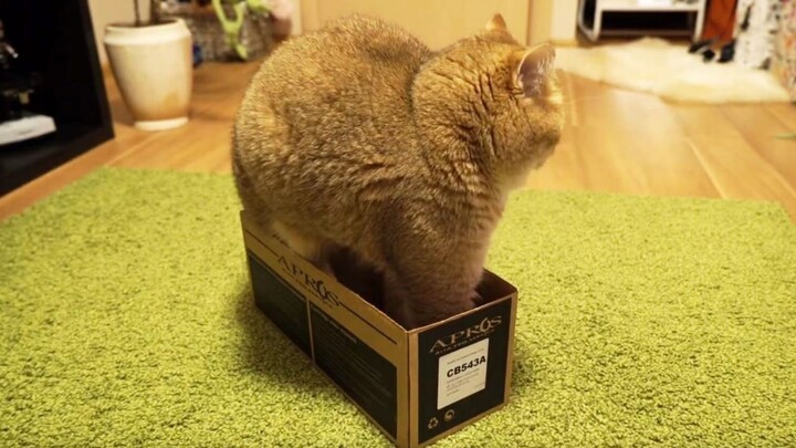 ไม่ว่ากล่องจะแคบแค่ไหน แมวก็เบียดลงไปได้