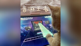 ملك ألعاب الموسيقى، الهرة الصغيرة