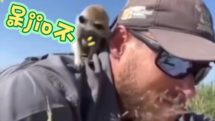 Cầy meerkat: Cảnh giác! Cảnh giác! Tôi ngửi thấy mùi người!