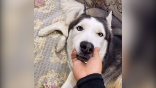 Khi Ngáo và Đần ở với nhau quá lâu | MYPET