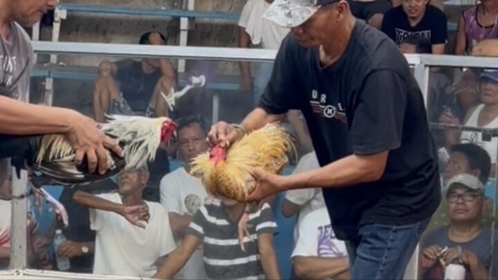 Akala mananalo na ang ganda na pauna pilay na paa na leegan pa