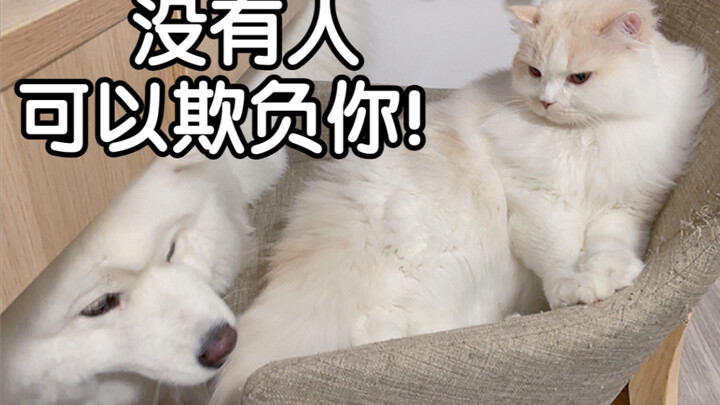 Do dogs really stick up for their own?