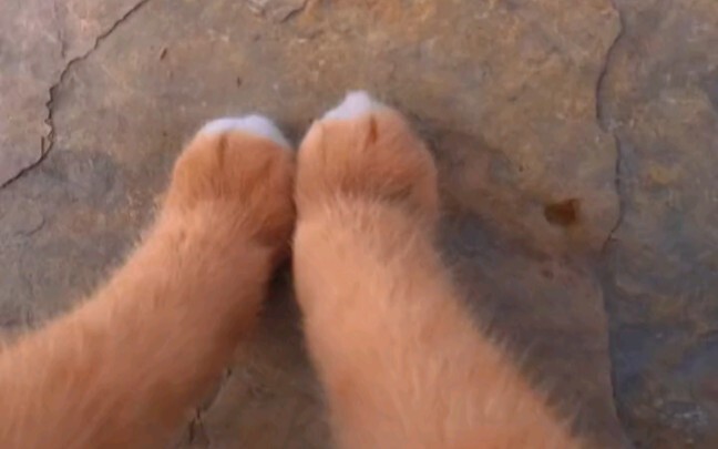 Menjadi kucing secara imersif