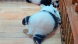 Baby panda struggles to crawl