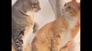 Kucing Bilang Mambo 1 Menit