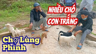 Chợ Lùng Phình, Bắc Hà nhiều chó con trắng giá rẻ.