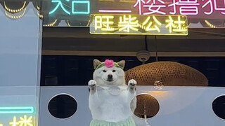 "Dog: It's not easy to make a living in this family."