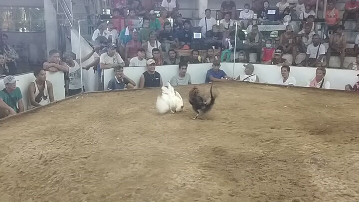 SJDM BULACAN.panalo na pula ko natalo pa ang buwenas ng kalaban😅mahiwaga tlg ang sabong