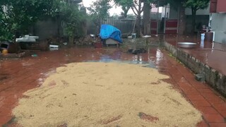 Hưng Troll _ Bị Mẹ Đánh Vì Để Sân Thóc Siêu To Khổng Lồ Gặp Mưa Ướt