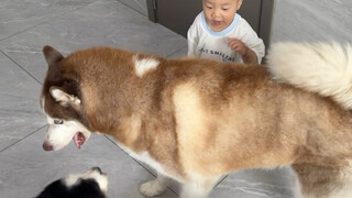 Meminta seekor Husky untuk membantu Anda mengurus anak-anak Anda seperti memainkan kecapi untuk seek