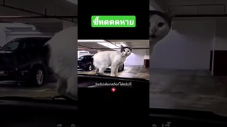 ขี้หดตดหาย