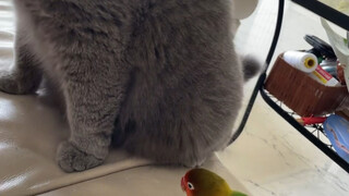 Kucing: Kau benar-benar memaksaku menamparmu di hari yang cerah!