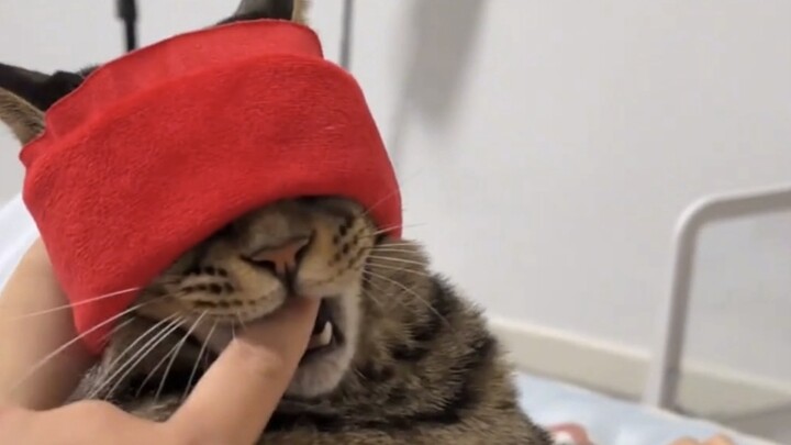 “A Major Case of Hypocrisy by the Little Kitten!”