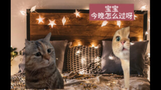 猫猫们的圣诞节