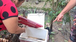 Giật Cả Mình Khi Hai Chị Em Phát Hiện Con Cá Lóc To Đùng Nằm Trong Thùng Đá | TKQ & Family T1049