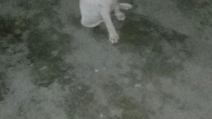 my pet malupet