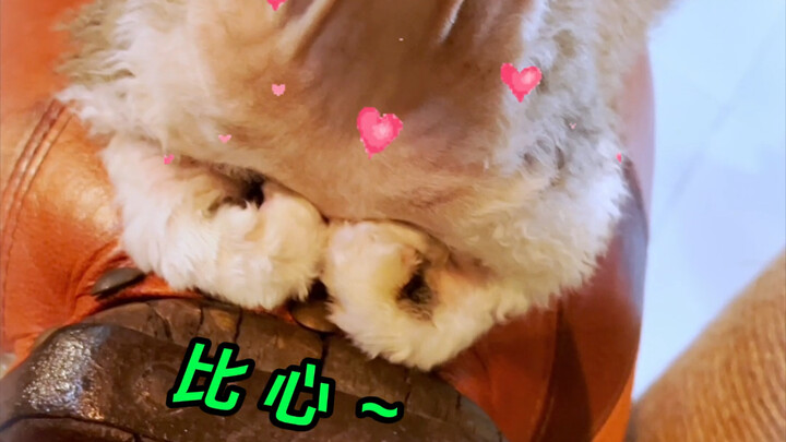 Maafkan aku, baru saja menyadari detail kecil ini... Sejak Chitose pergi, Momo selalu membentuk lamb