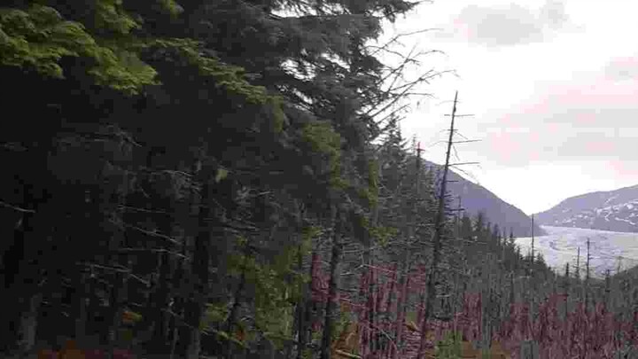 อลาสก้า