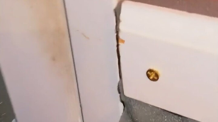 Terlihat menakutkan, tapi sebenarnya vegetarian dan suka manja.