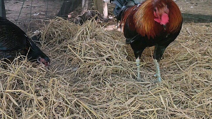 old line melsims black