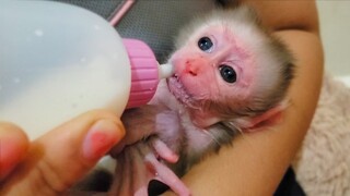 It's About Time For Milk!! Mom wake up tiny handsome boy Luca at night for drinking milk