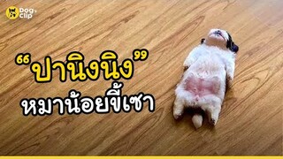 "ปานิงนิง" น้องหมาขี้เซา  | Dog's Clip