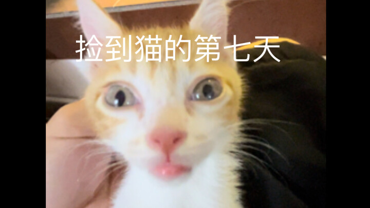 Day 7 of Finding the Cat: Haki Haki Meow, Milk Hands