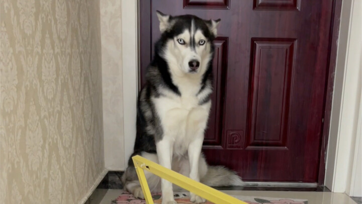 ทุกคนไม่เชื่อว่าบ้านถูกแมวพัง แล้วจู่ๆ ก็มีภาพจากกล้องวงจรปิดมา…