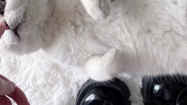 كيف يُمكن للحذاء أن يكون جميلًا جدًا ومتعدد الاستخدامات، ومع ذلك لا يحبه الرجال؟