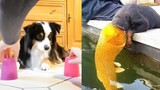 Dog and Cat Reaction to Magic Tricks - Funny Dog & Cat with Magic Trick Compilation