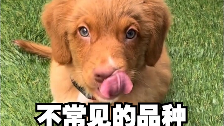 Ras anjing yang jarang ditemui di tempat penitipan harian anjing