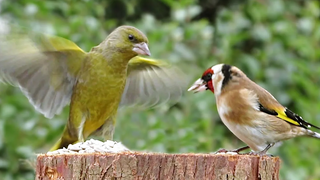 Birds on The Garden Log - ถ่ายแบบสโลว์โมชั่น