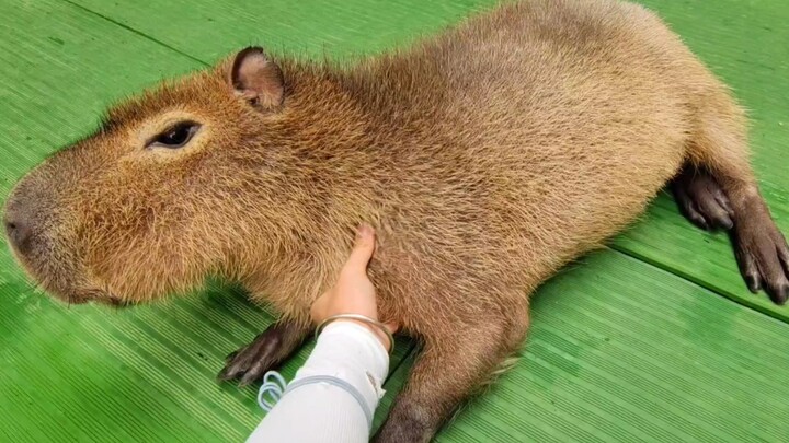 [Capybara] For every capybara humans pet, another one falls!
