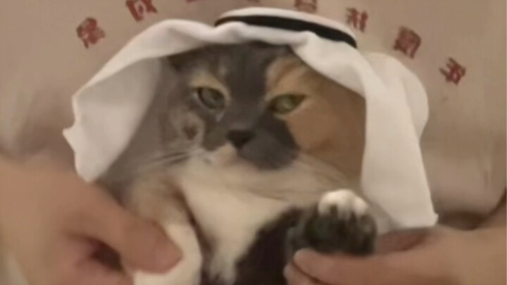 Finally convinced the little unlucky cat to do this dance