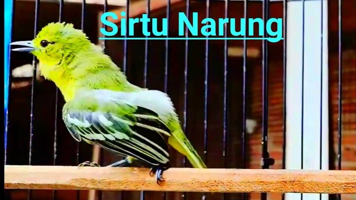Adu Suara Cipoh Sirtu Paling Seru