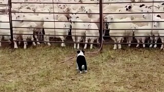 Taking stock of the exciting moments of a sheepdog herding sheep, the grassland is its home!