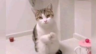 บ้านแมว Ep 15 ขอร้องด้วยนะ