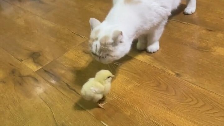 The chicken the supermarket gave me as a freebie has already survived 3 days—didn’t they say it’d ki