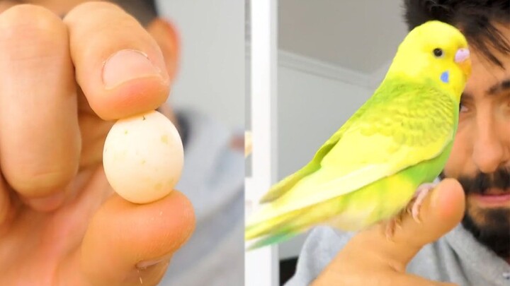 Toàn bộ quá trình phát triển của vẹt yến phụng từ giai đoạn trước khi nở đến 44 ngày sau khi nở!