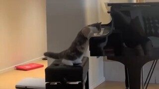 Cat Life Notes