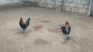 pang 2hits sa January 18